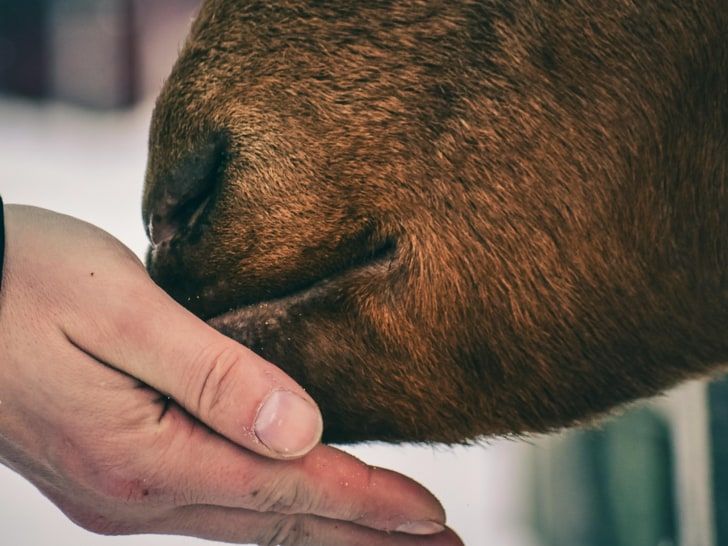 A hand reaching out to a cow