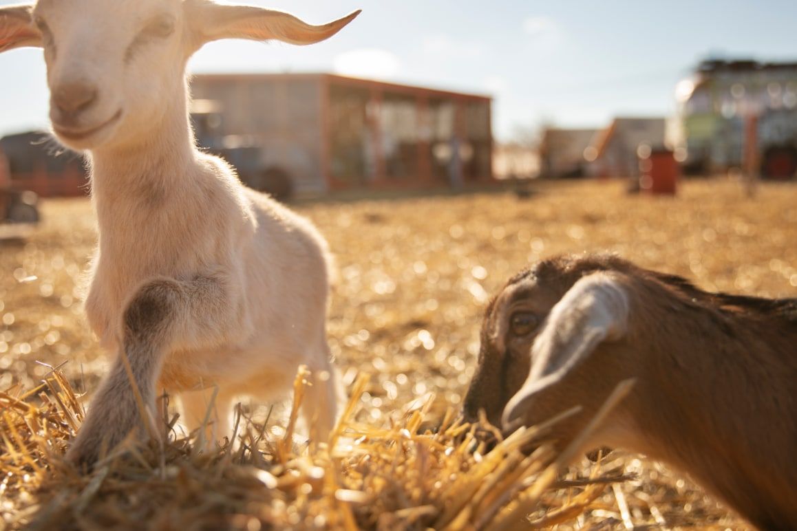 Young goats on straw
